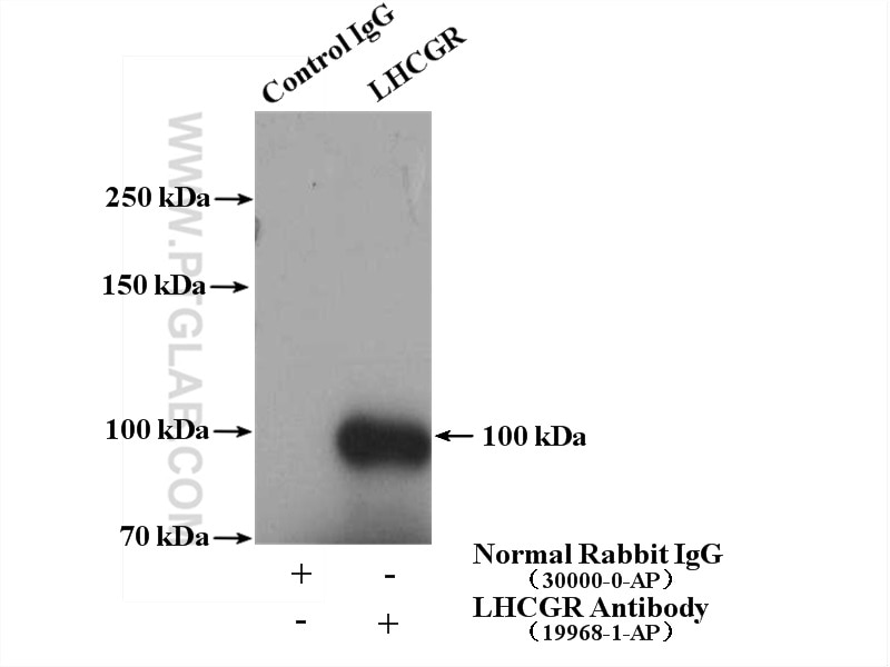 Immunoprecipitation (IP) experiment of mouse testis tissue using LHCGR Polyclonal antibody (19968-1-AP)