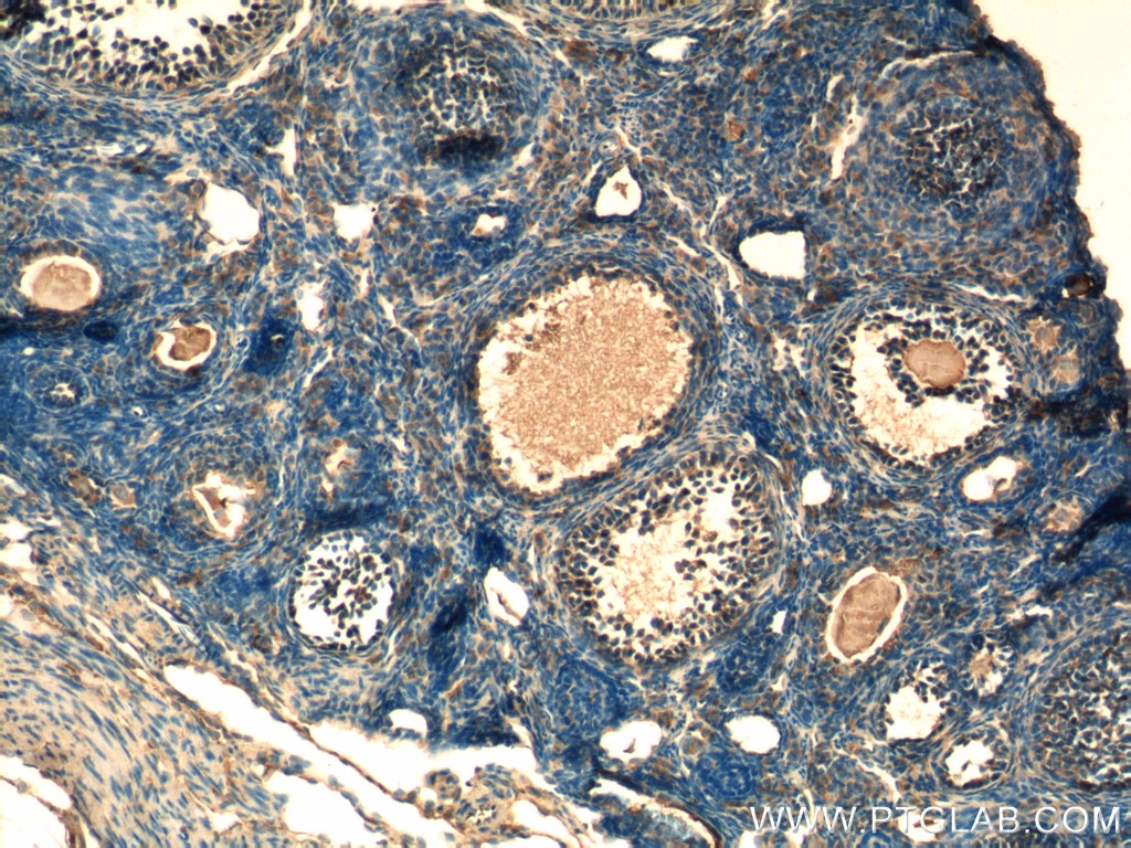 Immunohistochemistry (IHC) staining of mouse ovary tissue using LHCGR Polyclonal antibody (26424-1-AP)