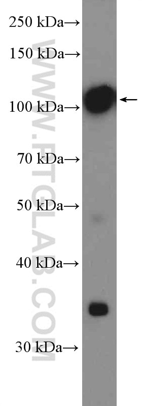 Western Blot (WB) analysis of mouse ovary tissue using LHCGR Polyclonal antibody (26424-1-AP)