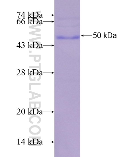 LHCGR fusion protein Ag19213 SDS-PAGE