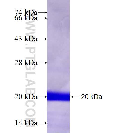 LHCGR fusion protein Ag19259 SDS-PAGE