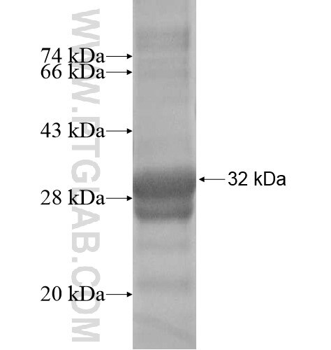 LHFPL1 fusion protein Ag15208 SDS-PAGE
