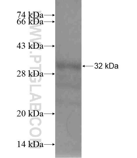 LHFPL2 fusion protein Ag18800 SDS-PAGE