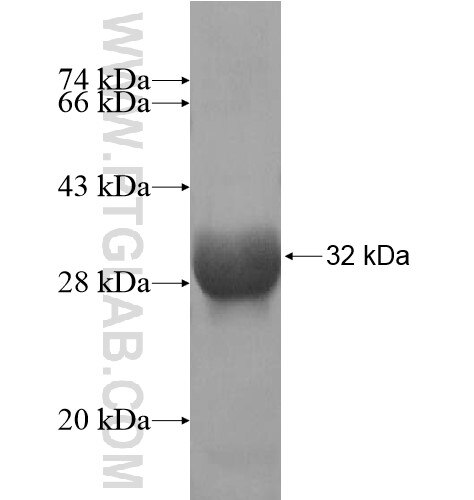 LHFPL4 fusion protein Ag15349 SDS-PAGE