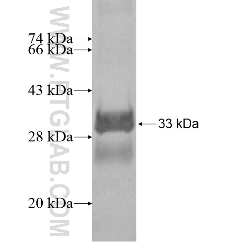 LHFPL5 fusion protein Ag14663 SDS-PAGE