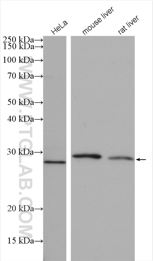 Western Blot (WB) analysis of various lysates using LHPP Polyclonal antibody (15759-1-AP)