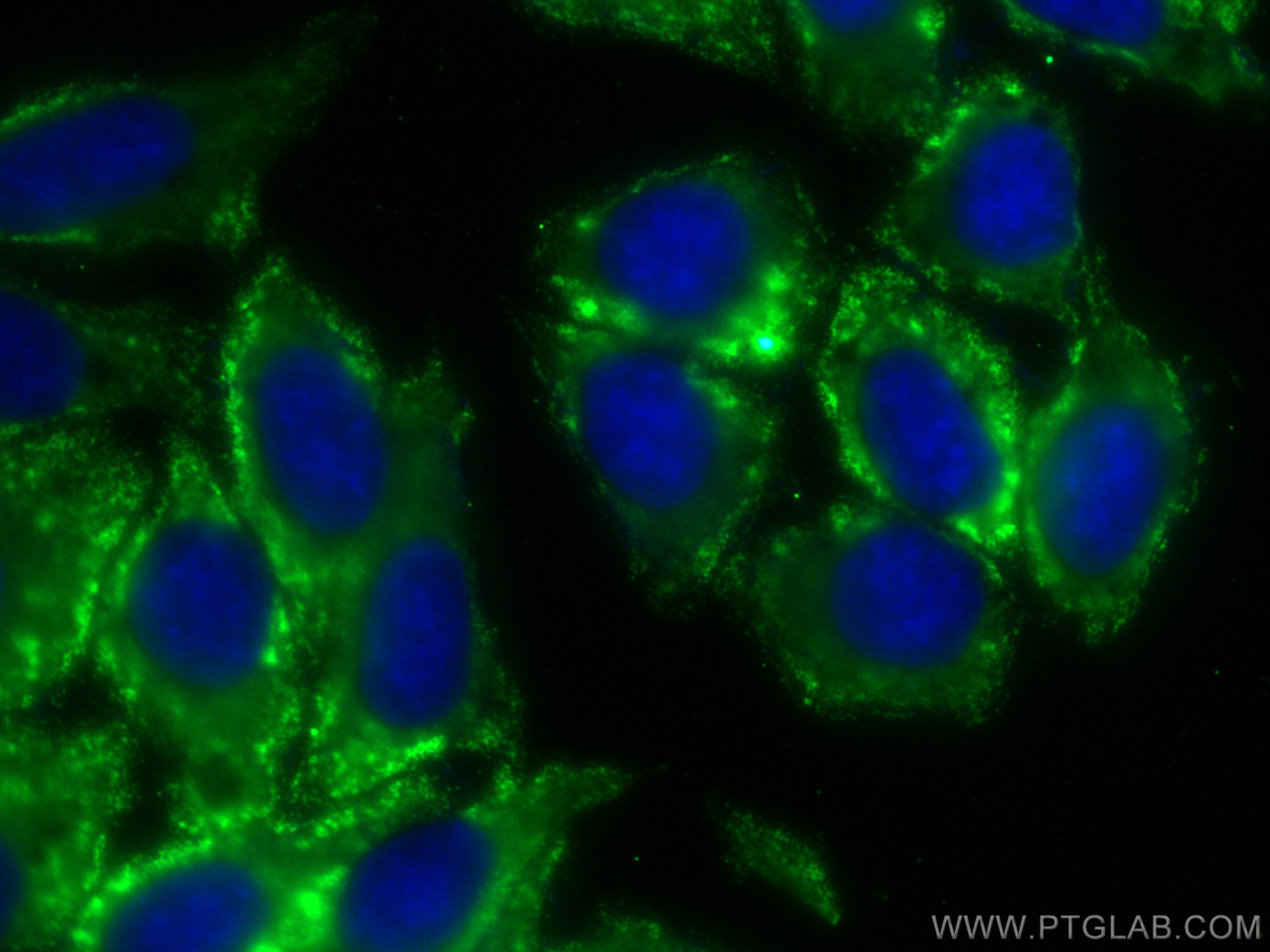 Immunofluorescence (IF) / fluorescent staining of HepG2 cells using CoraLite® Plus 488-conjugated LHPP Monoclonal anti (CL488-66988)