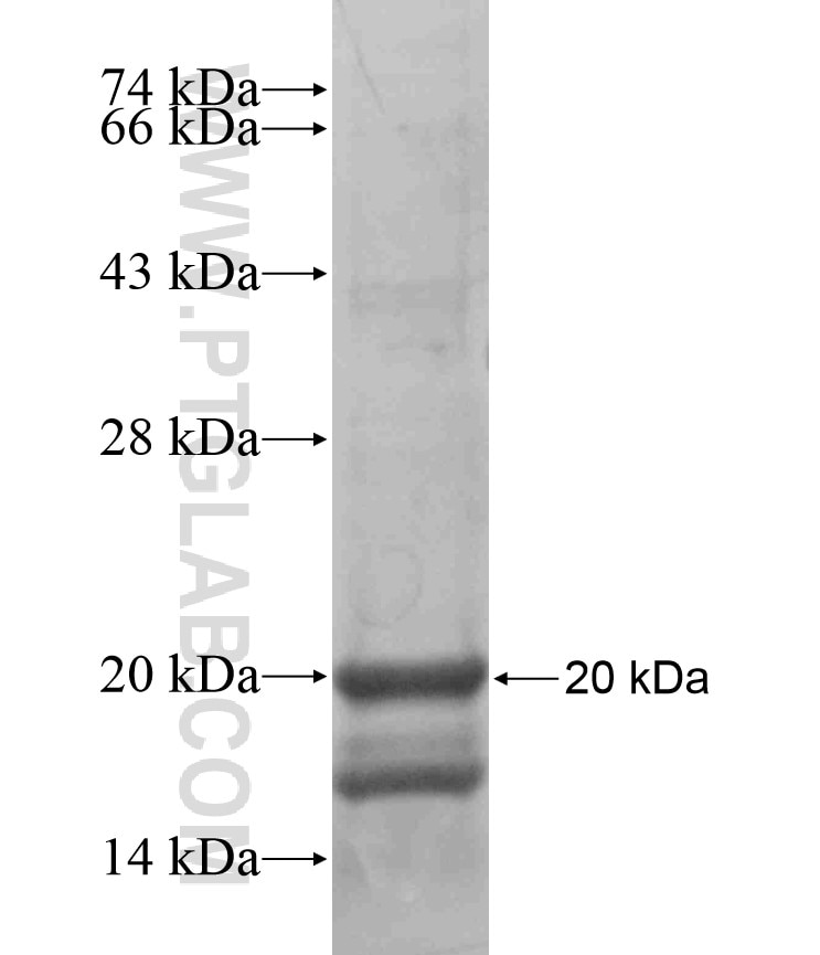 LHX1 fusion protein Ag17642 SDS-PAGE
