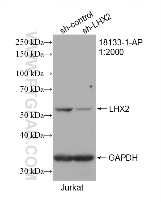 Western Blot (WB) analysis of Jurkat cells using LHX2 Polyclonal antibody (18133-1-AP)