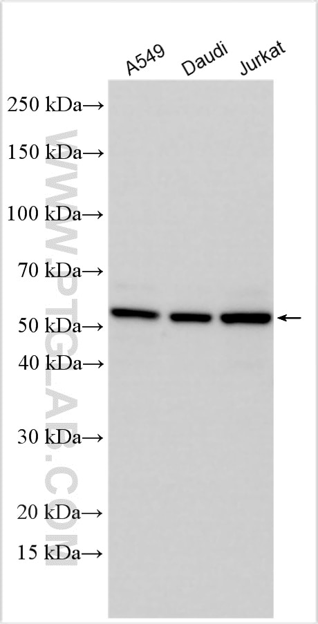 Western Blot (WB) analysis of various lysates using LHX2 Polyclonal antibody (18133-1-AP)
