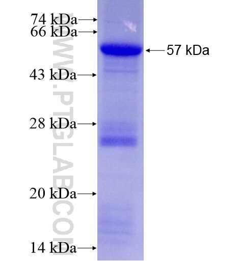 LHX2 fusion protein Ag12717 SDS-PAGE