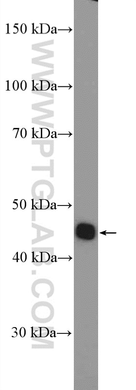 Western Blot (WB) analysis of HEK-293T cells using LHX3 Polyclonal antibody (20745-1-AP)