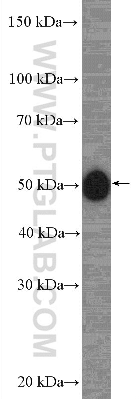 Western Blot (WB) analysis of mouse brain tissue using LHX3 Polyclonal antibody (20745-1-AP)