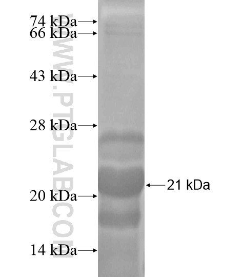 LHX3 fusion protein Ag20016 SDS-PAGE