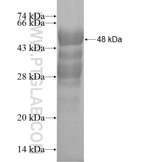 LHX3 fusion protein Ag20083 SDS-PAGE