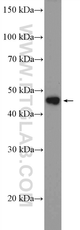 Western Blot (WB) analysis of HepG2 cells using LHX4 Polyclonal antibody (11183-1-AP)