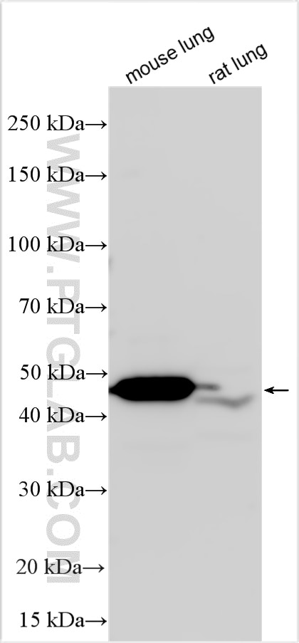 Western Blot (WB) analysis of various lysates using LHX4 Polyclonal antibody (11183-1-AP)