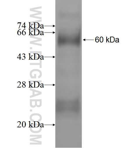 LHX4 fusion protein Ag1642 SDS-PAGE