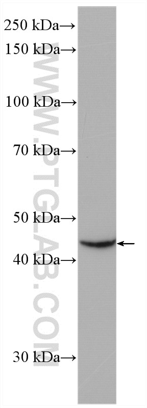 Western Blot (WB) analysis of HEK-293 cells using LHX5 Polyclonal antibody (21567-1-AP)