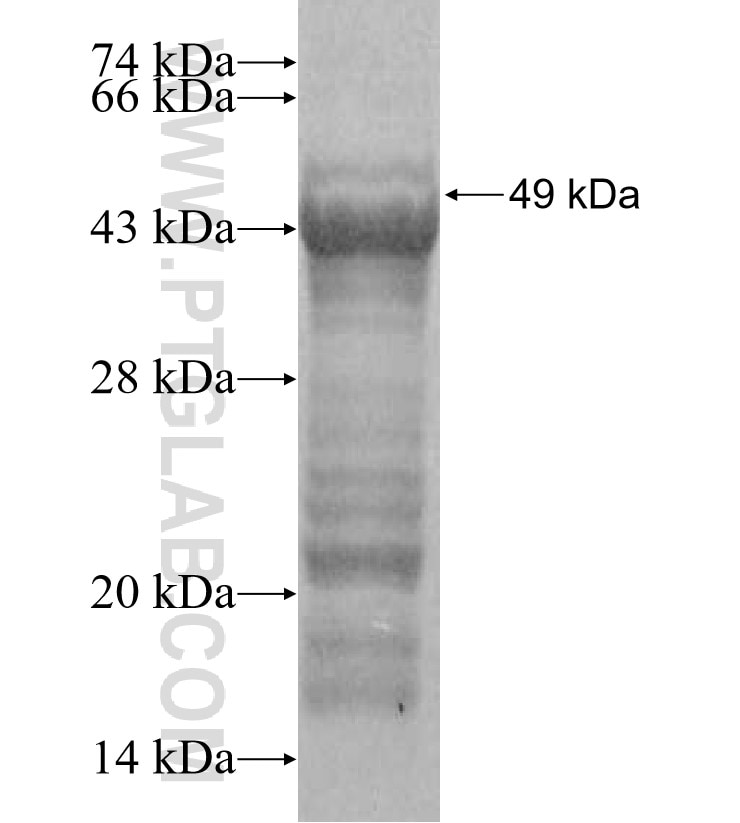 LHX5 fusion protein Ag16081 SDS-PAGE