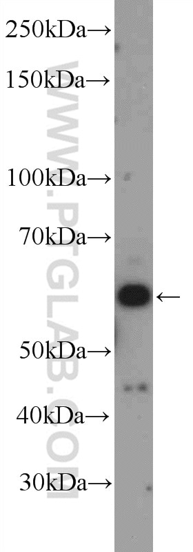 Western Blot (WB) analysis of HepG2 cells using LHX6 Polyclonal antibody (21516-1-AP)