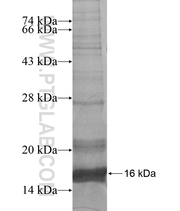 LHX6 fusion protein Ag17341 SDS-PAGE