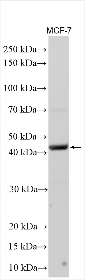 Western Blot (WB) analysis of various lysates using LHX8 Polyclonal antibody (30722-1-AP)