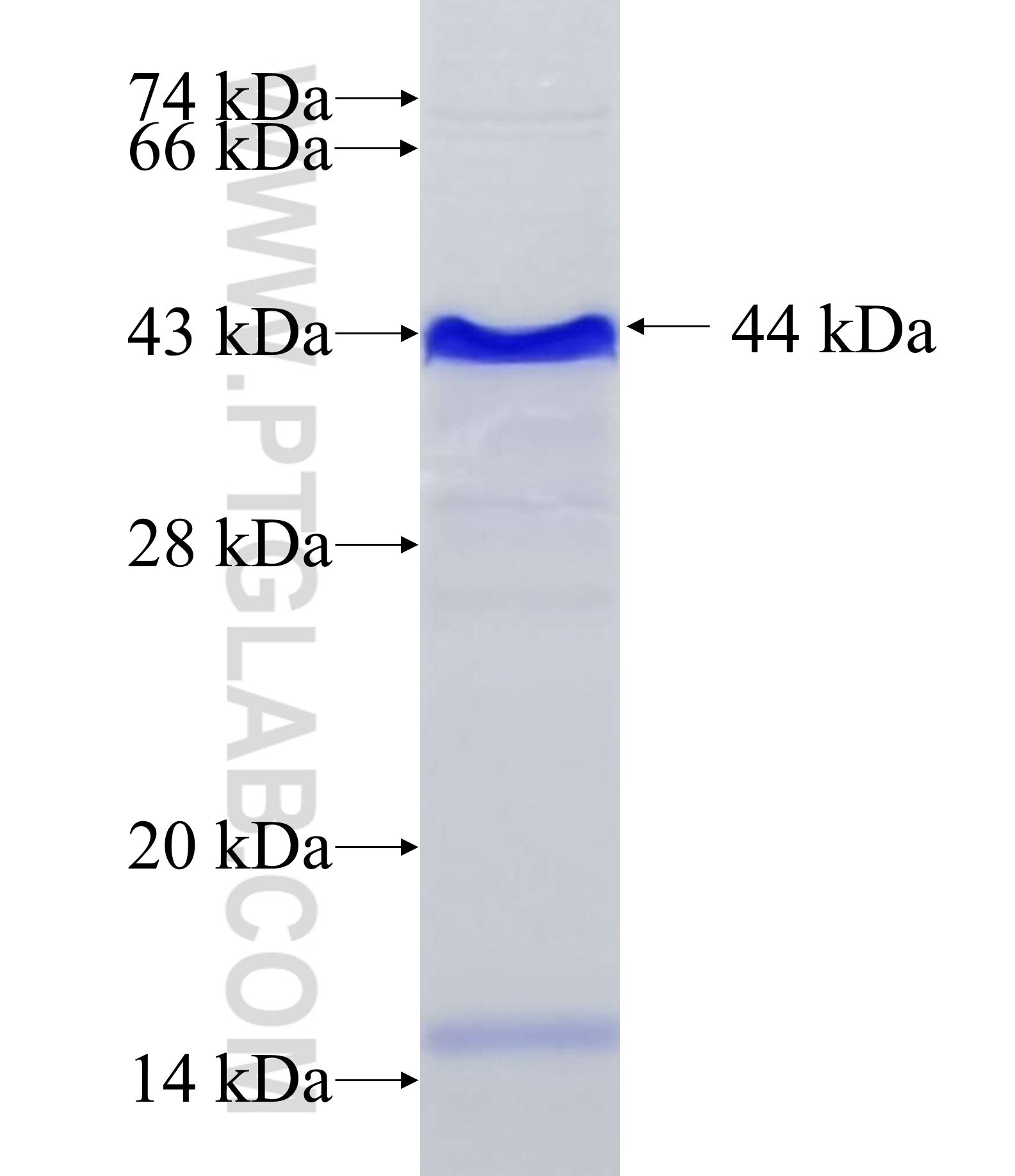 LHX8 fusion protein Ag33787 SDS-PAGE