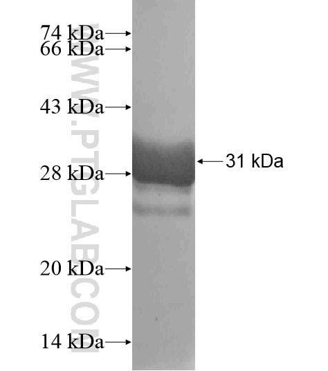 LHX9 fusion protein Ag19080 SDS-PAGE
