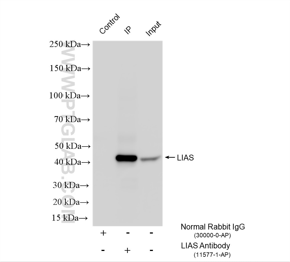 IP experiment of mouse liver using 11577-1-AP Immunoprecipitation (IP) experiment of mouse liver tissue using LIAS Polyclonal antibody (11577-1-AP)