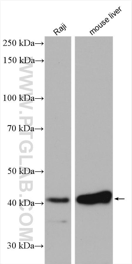 Western Blot (WB) analysis of various lysates using LIAS Polyclonal antibody (11577-1-AP)