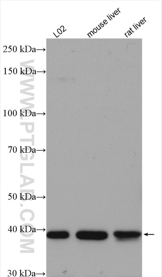 Western Blot (WB) analysis of various lysates using LIAS Polyclonal antibody (11577-1-AP)