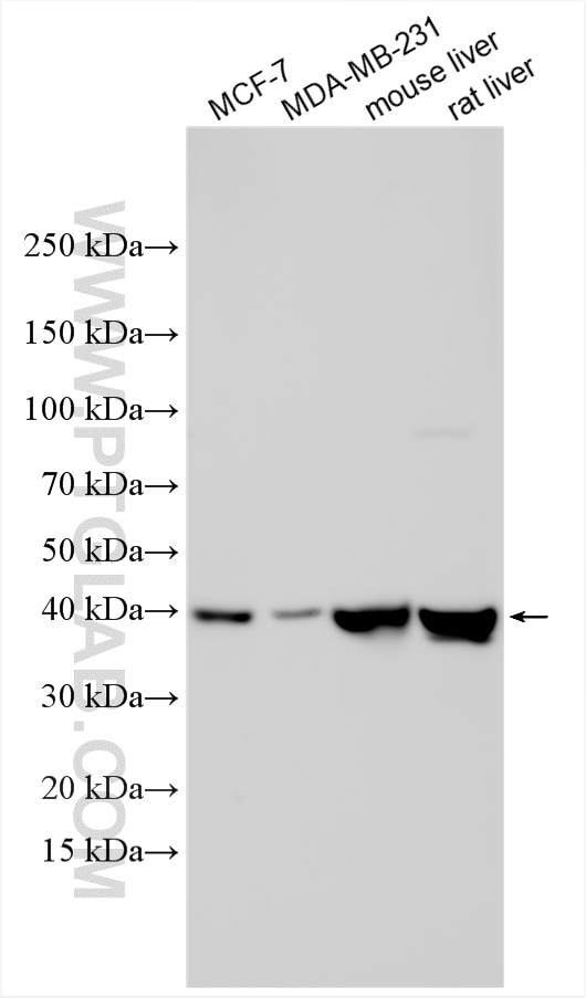 WB analysis using 11577-1-AP Western Blot (WB) analysis of various lysates using LIAS Polyclonal antibody (11577-1-AP)