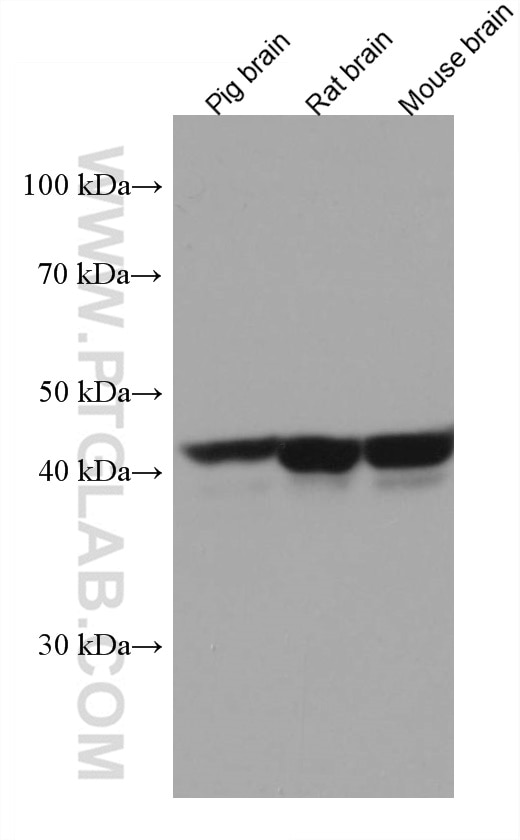 Western Blot (WB) analysis of various lysates using LIAS Monoclonal antibody (67298-1-Ig)
