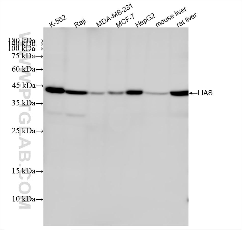 WB analysis using 88468-1-RR (same clone as 88468-1-PBS) Western Blot (WB) analysis of various lysates using LIAS Recombinant monoclonal antibody (88468-1-RR)