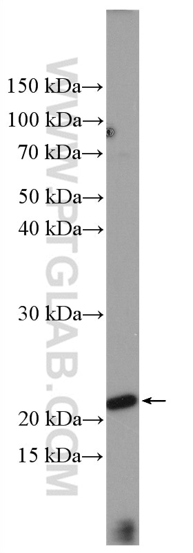 Western Blot (WB) analysis of MCF-7 cells using LIF Polyclonal antibody (26757-1-AP)