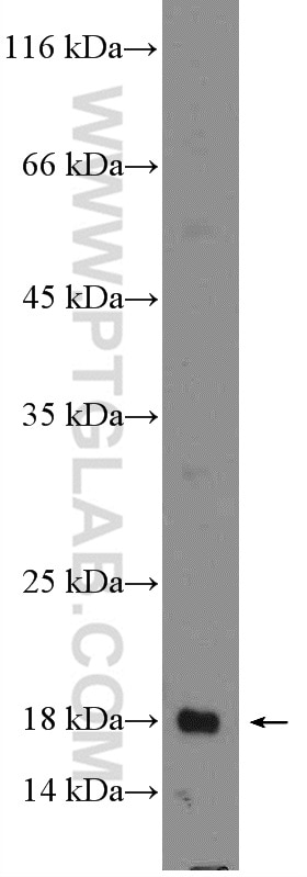 Western Blot (WB) analysis of Jurkat cells using LIF Polyclonal antibody (26757-1-AP)