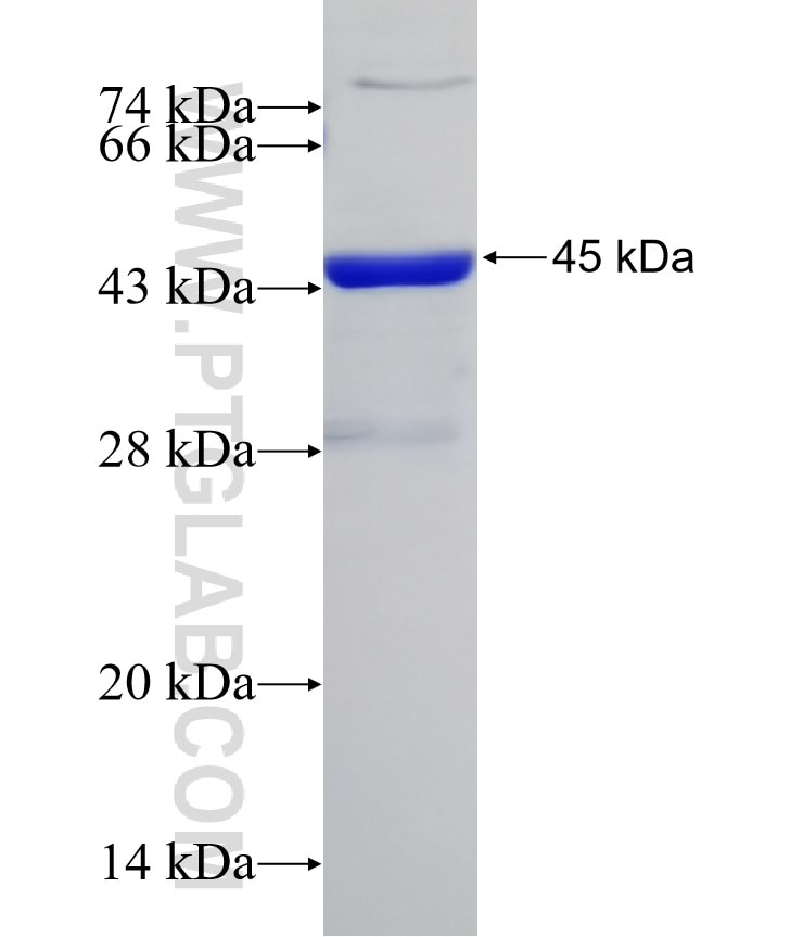 LIF fusion protein Ag25076 SDS-PAGE