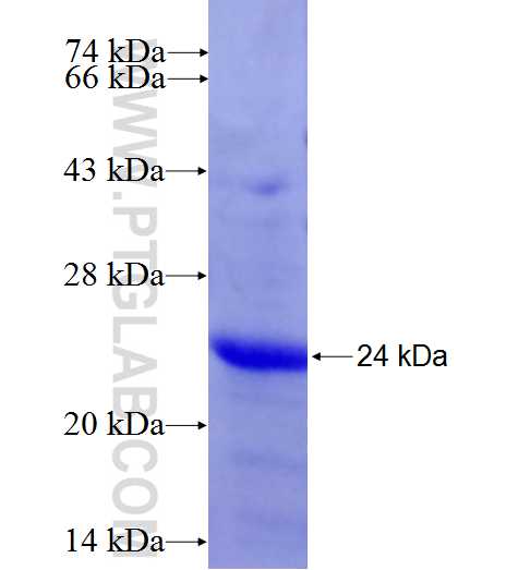 LIF fusion protein Ag25100 SDS-PAGE