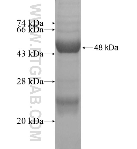 LIF fusion protein Ag12845 SDS-PAGE