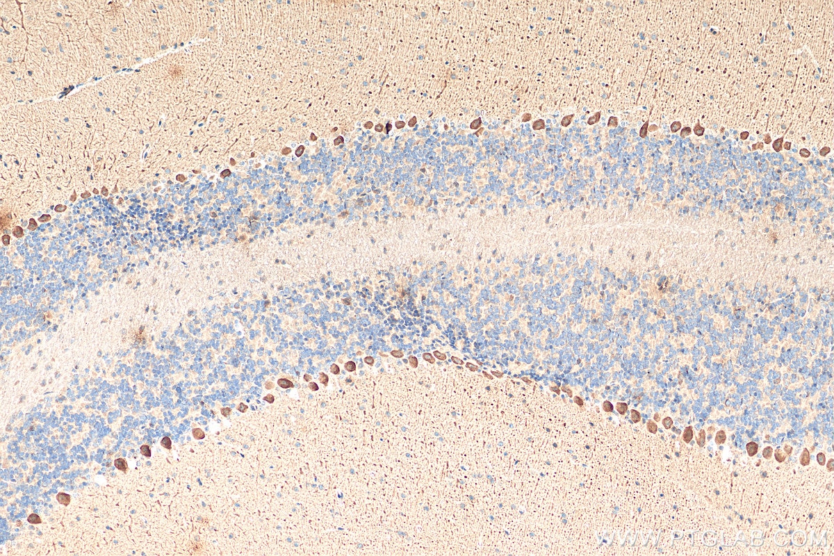 Immunohistochemistry (IHC) staining of mouse cerebellum tissue using LIFR Polyclonal antibody (22779-1-AP)