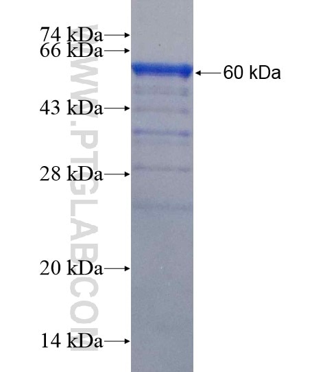 LIFR fusion protein Ag18742 SDS-PAGE