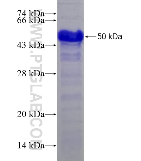LIFR fusion protein Ag18886 SDS-PAGE