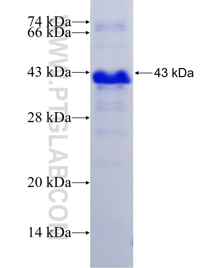 LIFR fusion protein Ag18886 SDS-PAGE