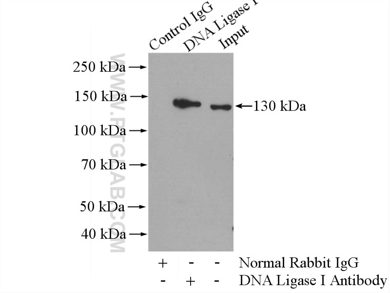 Immunoprecipitation (IP) experiment of HepG2 cells using DNA Ligase I Polyclonal antibody (18051-1-AP)