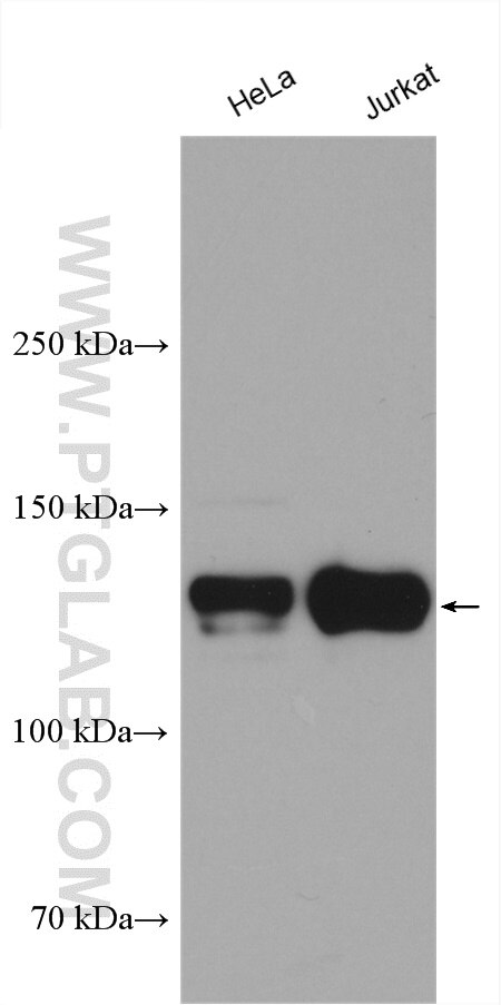 Western Blot (WB) analysis of various lysates using DNA Ligase I Polyclonal antibody (18051-1-AP)