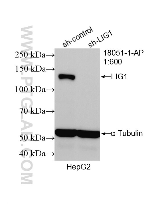 Western Blot (WB) analysis of HepG2 cells using DNA Ligase I Polyclonal antibody (18051-1-AP)
