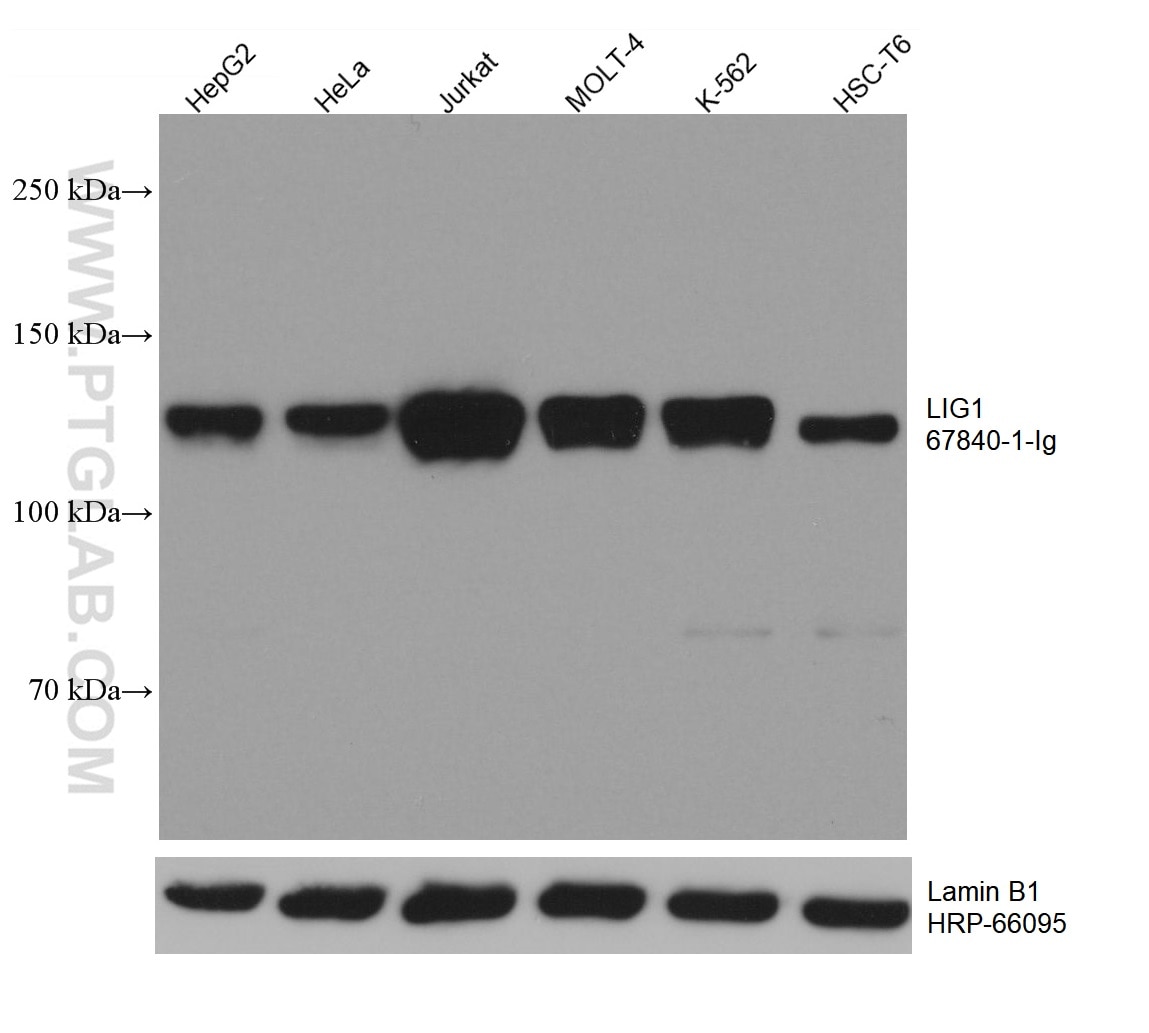 Western Blot (WB) analysis of various lysates using LIG1 Monoclonal antibody (67840-1-Ig)