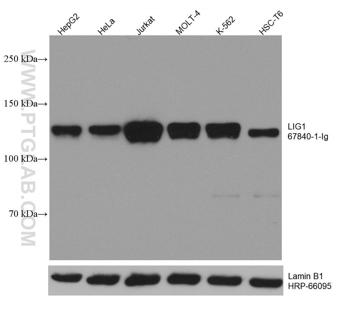 WB analysis using 67840-1-Ig