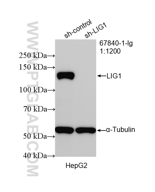 WB analysis of HepG2 using 67840-1-Ig Western Blot (WB) analysis of HepG2 cells using LIG1 Monoclonal antibody (67840-1-Ig)